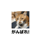 猫カフェ三兄弟 ❷（個別スタンプ：16）