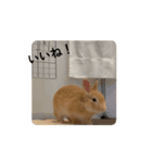 動くぞにスタンプ（個別スタンプ：2）