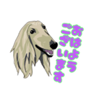 Afghan hound AL（個別スタンプ：1）