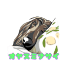 Afghan hound AL（個別スタンプ：2）