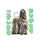 Afghan hound AL（個別スタンプ：5）