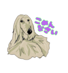Afghan hound AL（個別スタンプ：6）