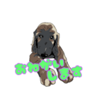 Afghan hound AL（個別スタンプ：7）