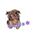 Afghan hound AL（個別スタンプ：8）
