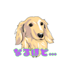 Afghan hound AL（個別スタンプ：10）