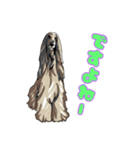 Afghan hound AL（個別スタンプ：11）