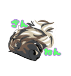 Afghan hound AL（個別スタンプ：12）