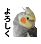 オカメインコの日常スタンプ✨（個別スタンプ：1）
