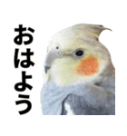 オカメインコの日常スタンプ✨（個別スタンプ：2）
