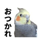 オカメインコの日常スタンプ✨（個別スタンプ：3）