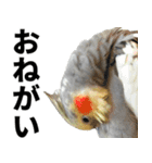 オカメインコの日常スタンプ✨（個別スタンプ：4）
