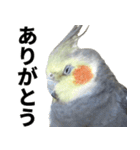 オカメインコの日常スタンプ✨（個別スタンプ：5）