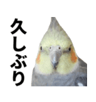 オカメインコの日常スタンプ✨（個別スタンプ：7）