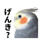 オカメインコの日常スタンプ✨（個別スタンプ：8）