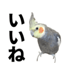 オカメインコの日常スタンプ✨（個別スタンプ：9）