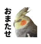 オカメインコの日常スタンプ✨（個別スタンプ：10）