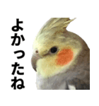 オカメインコの日常スタンプ✨（個別スタンプ：11）