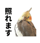 オカメインコの日常スタンプ✨（個別スタンプ：12）