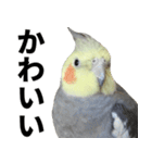 オカメインコの日常スタンプ✨（個別スタンプ：13）