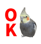 オカメインコの日常スタンプ✨（個別スタンプ：14）