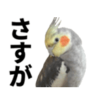 オカメインコの日常スタンプ✨（個別スタンプ：15）