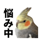 オカメインコの日常スタンプ✨（個別スタンプ：16）