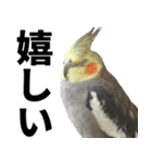 オカメインコの日常スタンプ✨（個別スタンプ：17）