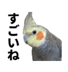 オカメインコの日常スタンプ✨（個別スタンプ：18）