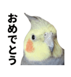 オカメインコの日常スタンプ✨（個別スタンプ：19）