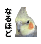 オカメインコの日常スタンプ✨（個別スタンプ：20）