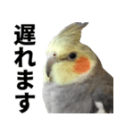 オカメインコの日常スタンプ✨（個別スタンプ：21）