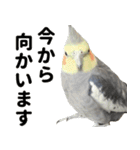 オカメインコの日常スタンプ✨（個別スタンプ：22）