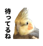 オカメインコの日常スタンプ✨（個別スタンプ：23）