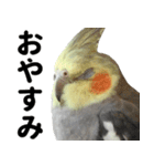 オカメインコの日常スタンプ✨（個別スタンプ：24）