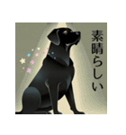 スタイリッシュ 黒ラブちゃんVo.1（個別スタンプ：9）