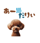 いつでも使えるトイプードルスタンプ（個別スタンプ：1）