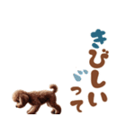いつでも使えるトイプードルスタンプ（個別スタンプ：25）