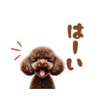 いつでも使えるトイプードルスタンプ（個別スタンプ：35）