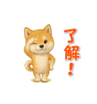 動く！丁寧な柴犬（個別スタンプ：1）