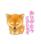 動く！丁寧な柴犬（個別スタンプ：9）