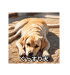心温まる犬たちのスタンプ（個別スタンプ：27）