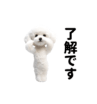 踊る♪トイプードル（個別スタンプ：1）