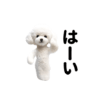 踊る♪トイプードル（個別スタンプ：3）