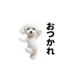 踊る♪トイプードル（個別スタンプ：5）