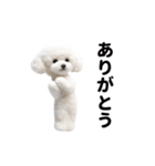 踊る♪トイプードル（個別スタンプ：6）