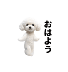 踊る♪トイプードル（個別スタンプ：7）