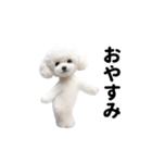 踊る♪トイプードル（個別スタンプ：8）