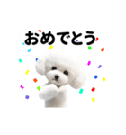 踊る♪トイプードル（個別スタンプ：10）