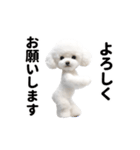 踊る♪トイプードル（個別スタンプ：11）