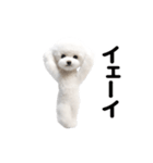 踊る♪トイプードル（個別スタンプ：12）